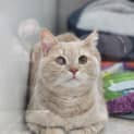 Photo of Percy