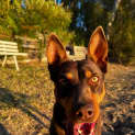 Photo of Ruby 3 Year Old Kelpie (Trial 18/8/23)