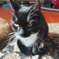 Photo of Ollie