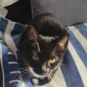 Photo of Ollie