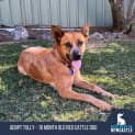 Photo of Tully 18 Month Old Cattle Dog (Trial)