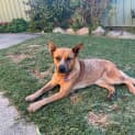 Photo of Tully 18 Month Old Cattle Dog (Trial)
