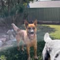 Photo of Tully 18 Month Old Cattle Dog (Trial)