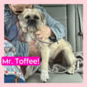 Photo of Mr. Toffee 
