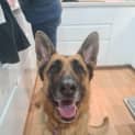 Photo of Bella   2 Year Old German Shepherd (Trial)
