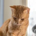Photo of Meggs
