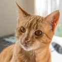 Photo of Meggs