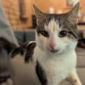 Photo of Chipmunk