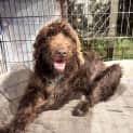 Photo of Guinness