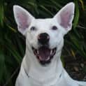 Photo of Archie 35330