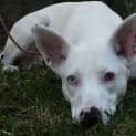 Photo of Archie 35330