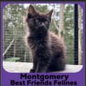 Photo of Montgomery 