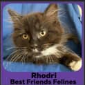 Photo of Rhodri 