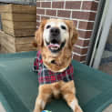 Photo of Rosie