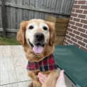 Photo of Rosie