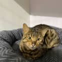 Photo of Pecan 