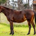 Photo of Trigger 