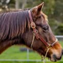 Photo of Trigger 