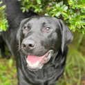 Photo of Charlie Chap