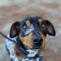 Photo of Dash