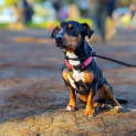 Photo of Dash