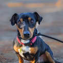 Photo of Dash