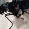 Photo of Lady