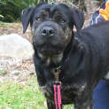 Photo of Bailey 35355