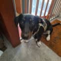 Photo of Lady