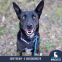 Photo of Benny 5 Year Old Kelpie (Trial 26/8/23)