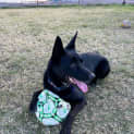 Photo of Benny 5 Year Old Kelpie (Trial 26/8/23)