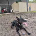 Photo of Benny 5 Year Old Kelpie (Trial 26/8/23)