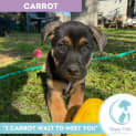 Photo of Carrot