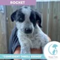 Photo of Rocket