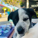 Photo of Comet