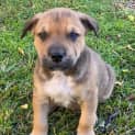 Photo of Barney