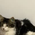 Photo of Marmalade