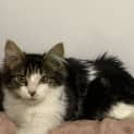 Photo of Marmalade