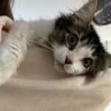 Photo of Marmalade