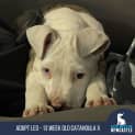 Photo of Leo 13 Week Old Catahoula X (Trial 2/9/23)