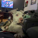 Photo of Leo 13 Week Old Catahoula X (Trial 2/9/23)