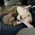 Photo of Leo 13 Week Old Catahoula X (Trial 2/9/23)