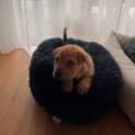 Photo of Daisy   9 Week Old Shar Pei X (Trial)
