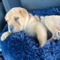Photo of Daisy   9 Week Old Shar Pei X (Trial)