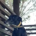 Photo of Saphira