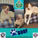 Photo of Boof