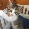 Photo of Ziggy  (Adoption Pending)