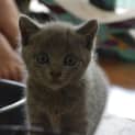 Photo of Ash  