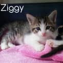 Photo of Ziggy  (Adoption Pending)
