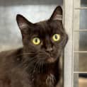 Photo of Ebony